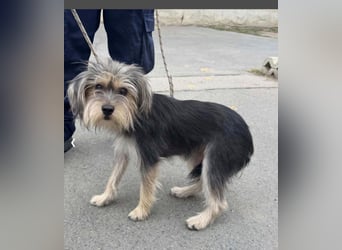 Twix, Yorkshire-Terrier-Mix, Rüde, 1 Jahr, ca. 35 cm