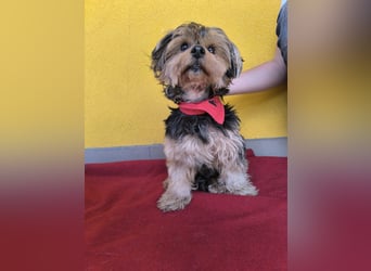 Lara, Yorkshire-Terrier-Mix, Hündin, geb. am 12.05.2024, 25 cm