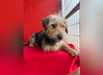 Zoe, Yorkshire-Mix, Hündin, ca. 2 Jahre, ca. 35 cm