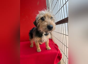 Zoe, Yorkshire-Mix, Hündin, ca. 2 Jahre, ca. 35 cm