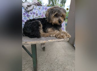 Lara, Yorkshire-Terrier-Mix, Hündin, geb. am 12.05.2024, 25 cm