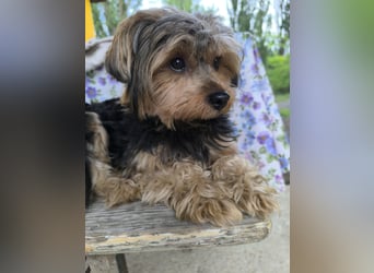 Lara, Yorkshire-Terrier-Mix, Hündin, geb. am 12.05.2024, 25 cm