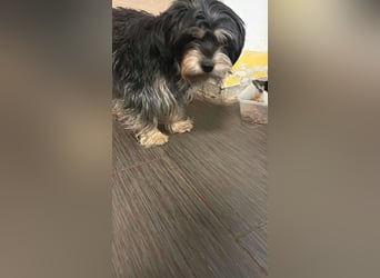 Raffaela, Yorkshire-Terrier-Mix, Hündin, 7 Jahre, ca. 30 cm