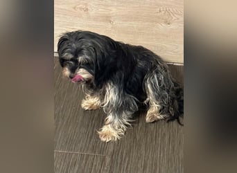 Raffaela, Yorkshire-Terrier-Mix, Hündin, 7 Jahre, ca. 30 cm