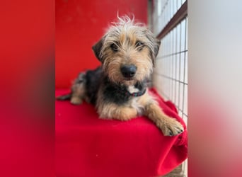 Zoe, Yorkshire-Mix, Hündin, ca. 2 Jahre, ca. 35 cm
