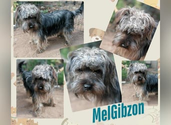 Mel Gibson, Yorkshire-Mix, Rüde, geb. am 27.02.2024, ca. 30 cm, 7 kg