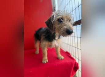 Zoe, Yorkshire-Mix, Hündin, ca. 2 Jahre, ca. 35 cm