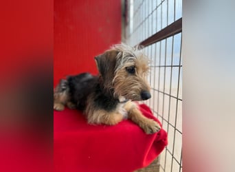 Zoe, Yorkshire-Mix, Hündin, ca. 2 Jahre, ca. 35 cm