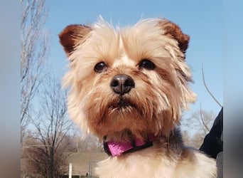 Die kleine verschmuste Yennefer soll es endlich mal richtig gut haben.