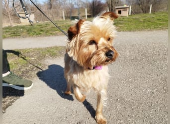 Die kleine verschmuste Yennefer soll es endlich mal richtig gut haben.