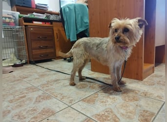 Die kleine verschmuste Yennefer soll es endlich mal richtig gut haben.