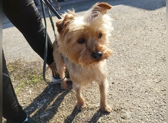 Die kleine verschmuste Yennefer soll es endlich mal richtig gut haben.