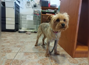 Die kleine verschmuste Yennefer soll es endlich mal richtig gut haben.