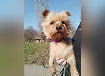 Die kleine verschmuste Yennefer soll es endlich mal richtig gut haben.