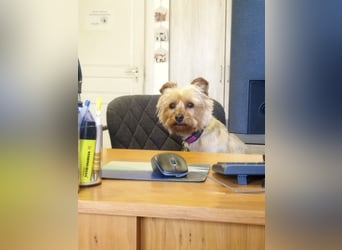 Die kleine verschmuste Yennefer soll es endlich mal richtig gut haben.