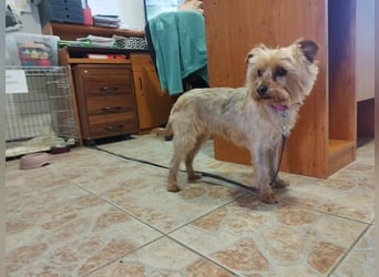 Die kleine verschmuste Yennefer soll es endlich mal richtig gut haben.