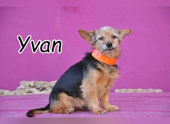 Schenkst du Yvan ein warmes Körbchen?