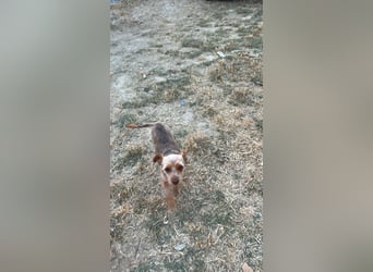 Cloe
