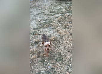 Cloe
