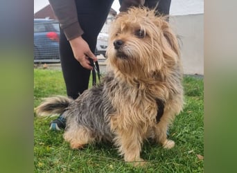 Lumpi, Yorkshire-Mix, geb. 2014, trauert im Tierheim sehr
