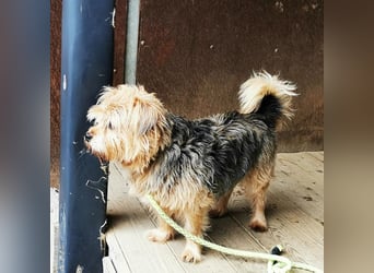 Lumpi, Yorkshire-Mix, geb. 2014, trauert im Tierheim sehr