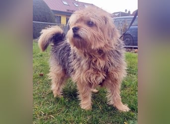 Lumpi, Yorkshire-Mix, geb. 2014, trauert im Tierheim sehr