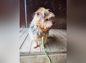 Lumpi, Yorkshire-Mix, geb. 2014, trauert im Tierheim sehr