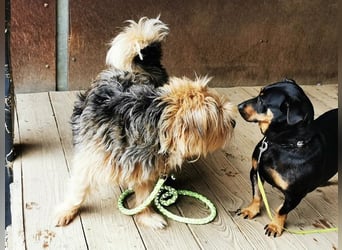 Lumpi, Yorkshire-Mix, geb. 2014, trauert im Tierheim sehr