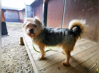 Lumpi, Yorkshire-Mix, geb. 2014, trauert im Tierheim sehr