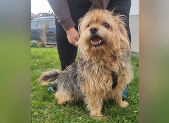 Lumpi, Yorkshire-Mix, geb. 2014, trauert im Tierheim sehr