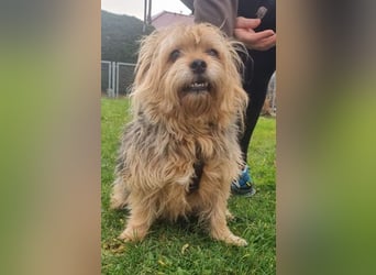 Lumpi, Yorkshire-Mix, geb. 2014, trauert im Tierheim sehr