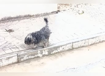Isis (TO) kleine Schmusebacke