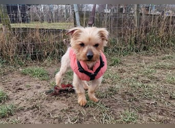 Yorkie (Mix?) Chewie