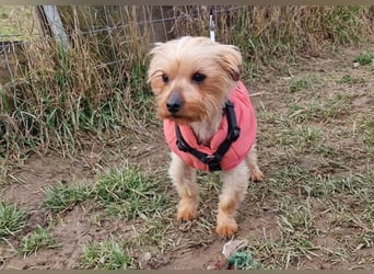 Yorkie (Mix?) Chewie