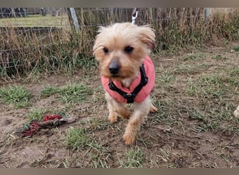 Yorkie (Mix?) Chewie