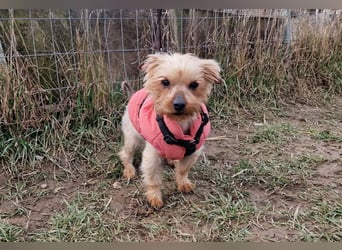 Yorkie (Mix?) Chewie