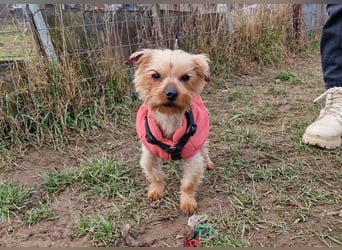 Yorkie (Mix?) Chewie