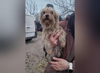 Yorkie (Mix?) Chewie