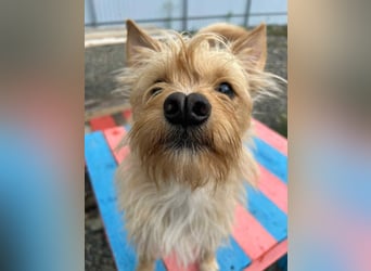 Lieber Jetem sucht warmes Körbchen