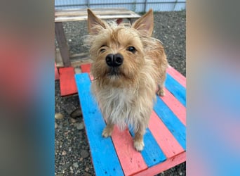 Vorsichtiger Jetem sucht ihre Menschen