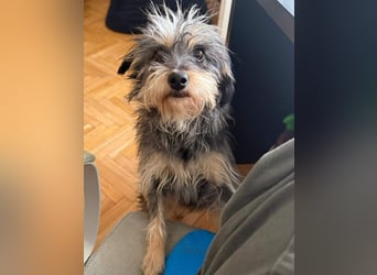 ⭐️Laica⭐️, Yorkshire Terrier-Mischling, Hündin, 2 Jahre, 35 cm, Tierschutz