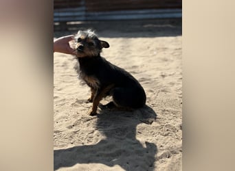 Pamina wartet auf dich