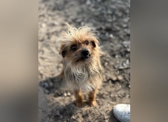 Benke wartet auf sein Happy End