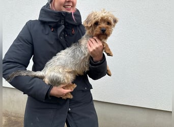 Archie wartet auf Menschen, die ihn schätzen