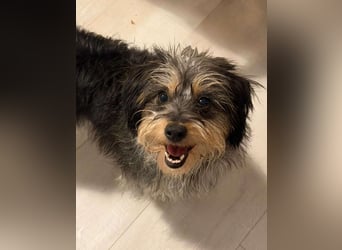 ⭐️Laica⭐️, Yorkshire Terrier-Mischling, Hündin, 2 Jahre, 35 cm, Tierschutz