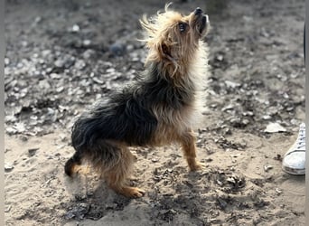 Benke dein perfekter Begleiter