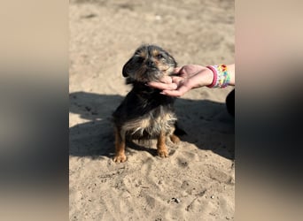 Pamina wartet auf dich