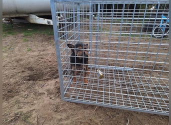 Pamina wartet auf dich