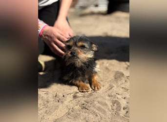 Pamina wartet auf dich