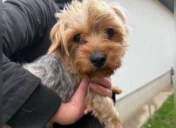 Archie ist bereit für seine Familie